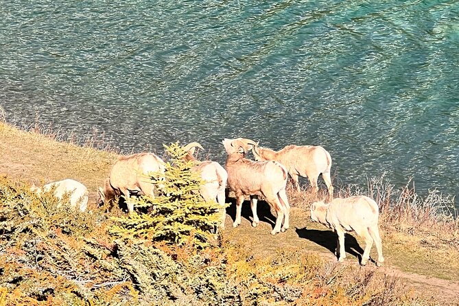 Banff Town ,Lake Louise, Moraine , Emerald & Johnston Canyon Tour - Lake Louise: Lunch in the Village, Then the Big View