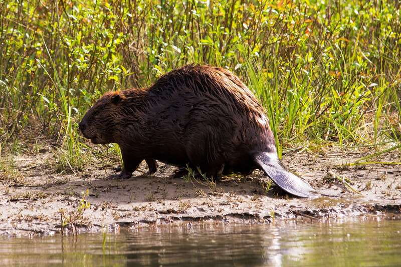 Banff: Wildlife on the Bow River Big Canoe Tour - How to decide before booking