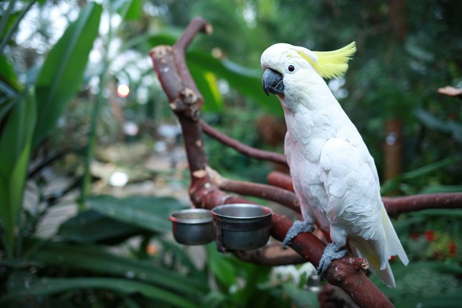 Bloedel Conservatory Admission Ticket - Why the visit suits families
