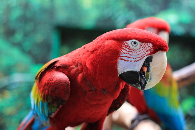 Bloedel Conservatory Admission Ticket - The calm side of the conservatory