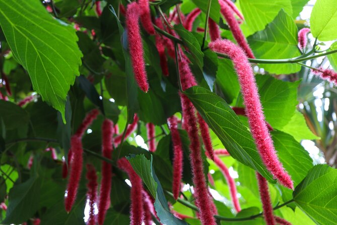 Bloedel Conservatory Admission Ticket - Timing, crowds, and the best weather strategy