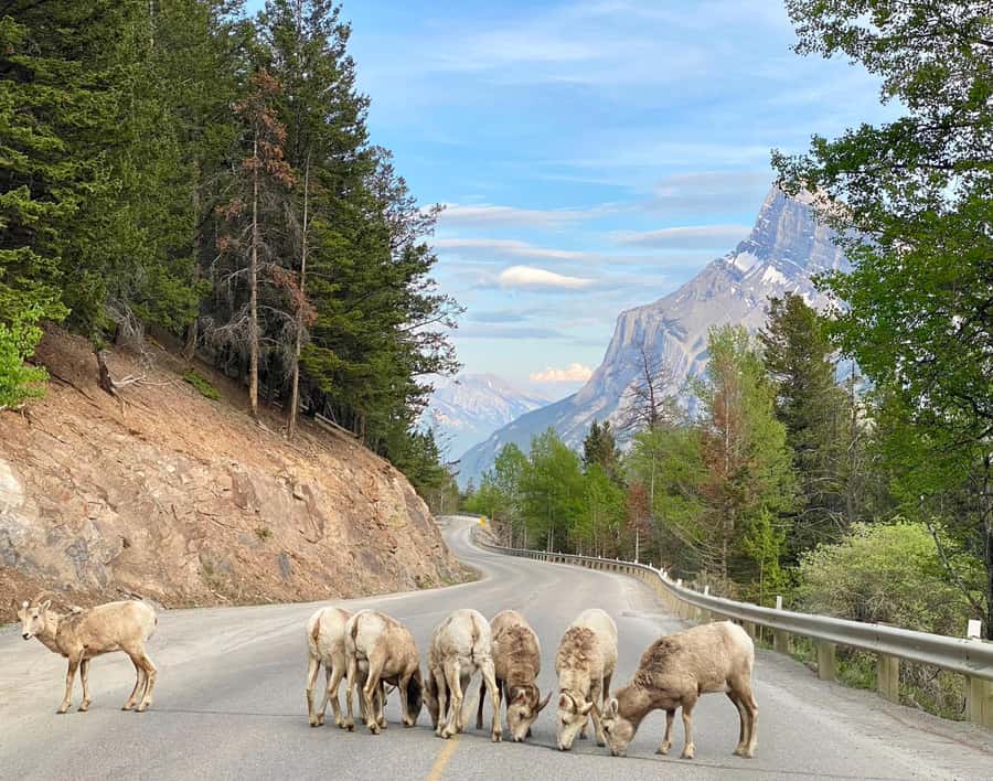 Calgary/Canmore: Banff National Park & Lake Louise Day Trip - Starting early from Calgary, Canmore, or Banff