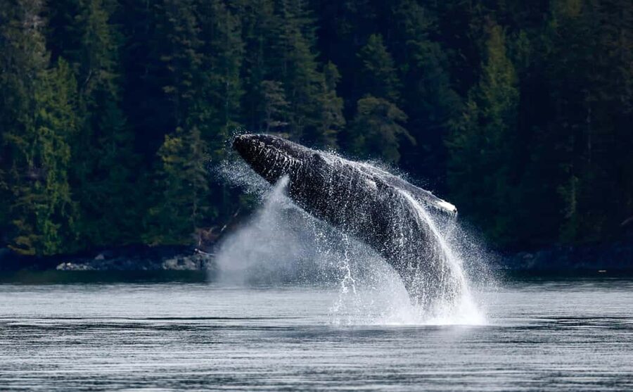 Campbell River: 4 Hour Whale & Wildlife Zodiac Boat Tour - Starting at Coast Marina in Campbell River