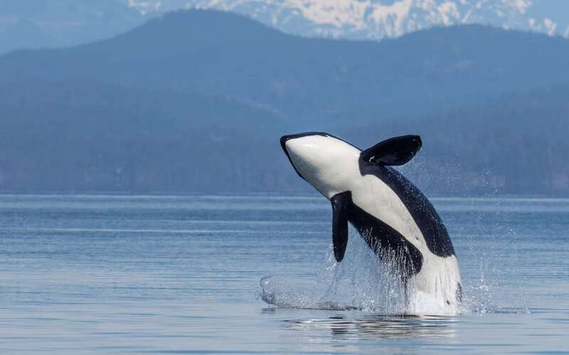 Campbell River: 4 Hour Whale & Wildlife Zodiac Boat Tour - Searching the Northern Gulf Islands and Johnstone Strait