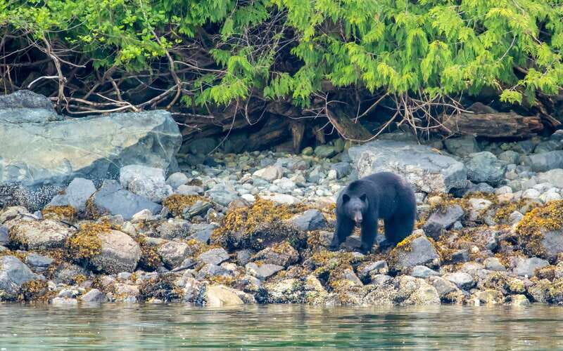 Campbell River: 4 Hour Whale & Wildlife Zodiac Boat Tour - Timing, comfort, and practical planning