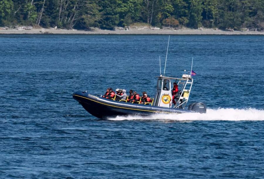 Campbell River: 4 Hour Whale & Wildlife Zodiac Boat Tour - Through Discovery Passage between Vancouver Island and Quadra Island