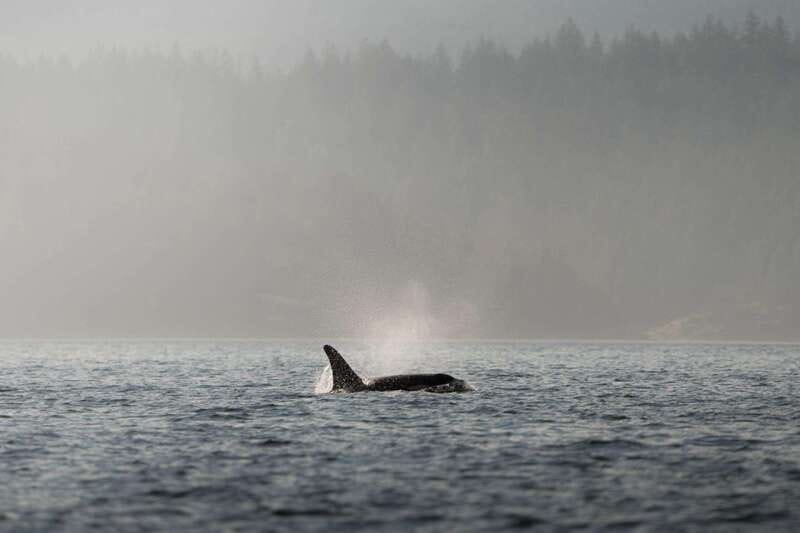Campbell River: 6-Hour Whale Watching Boat Tour - Key Points Before You Book