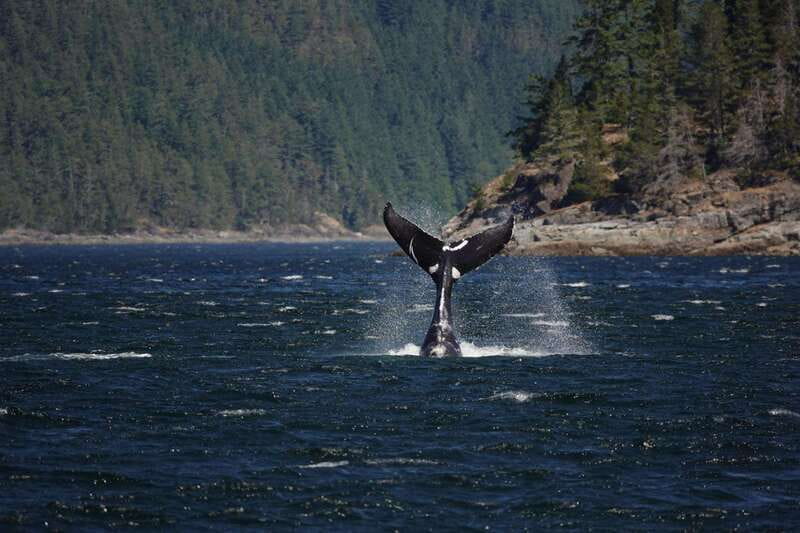 Campbell River: 6-Hour Whale Watching Boat Tour - Why This Campbell River Route Works So Well