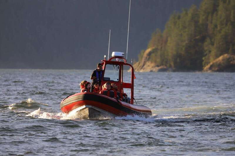 Campbell River: 6-Hour Whale Watching Boat Tour - Choosing Between the Zodiac and Covered Boat