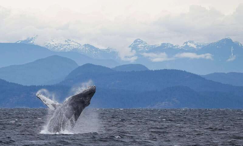 Campbell River: 6-Hour Whale Watching Boat Tour - The Onshore Lunch Break