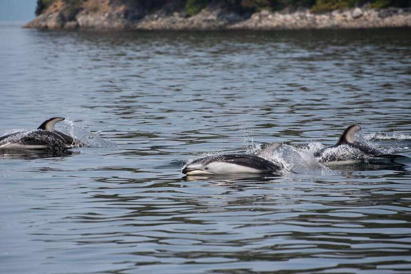 Campbell River: 6-Hour Whale Watching Boat Tour - The Final Two and a Half Hours