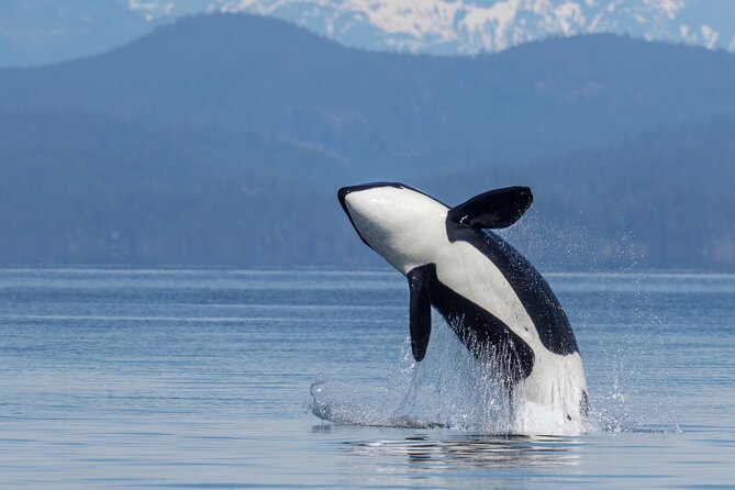 Campbell River, BC: 6 Hour Whale Watching Tour w/ Lunch Included - Key points before you book