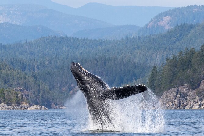 Campbell River, BC: 6 Hour Whale Watching Tour w/ Lunch Included - Why Campbell River is a strong whale watching base