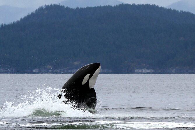 Campbell River, BC: 6 Hour Whale Watching Tour w/ Lunch Included - Lunch beside the water