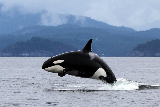 Campbell River, BC: 6 Hour Whale Watching Tour w/ Lunch Included - What the $234.19 price really covers