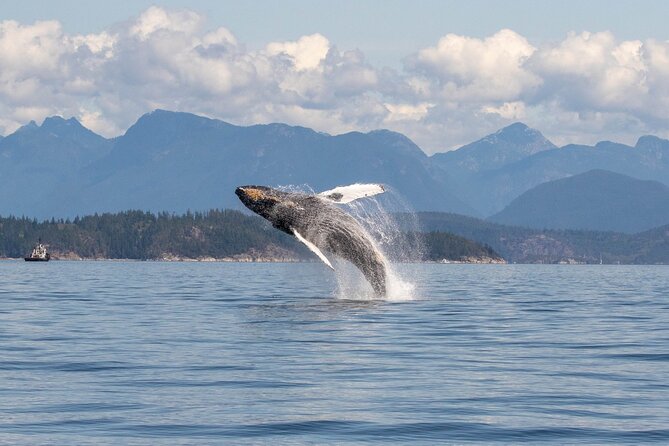 Campbell River, BC: 6 Hour Whale Watching Tour w/ Lunch Included - Getting ready at 1003d Island Highway