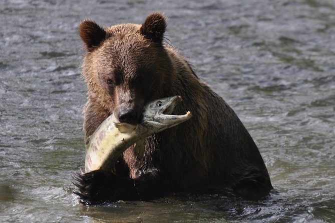 Campbell River: Bute Inlet Grizzly-Watching Tour & Boat Ride - Key details before you book
