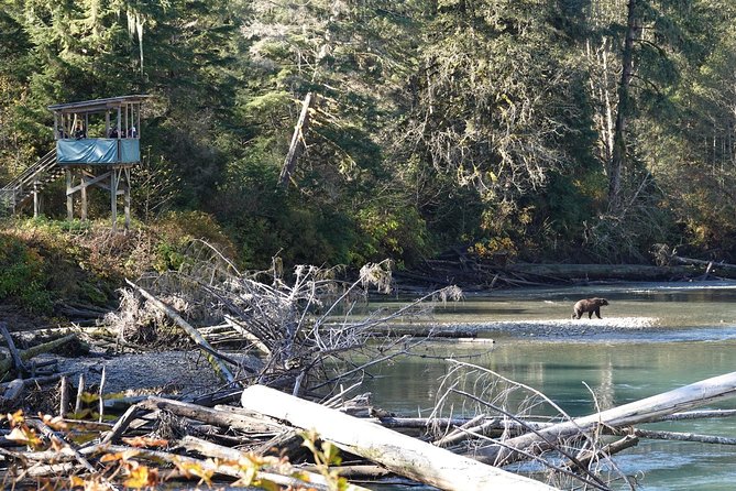 Campbell River: Bute Inlet Grizzly-Watching Tour & Boat Ride - Why the long route to Orford River is worth it