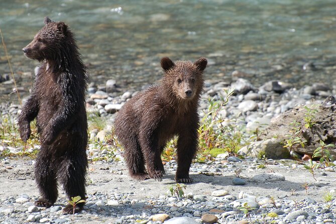 Campbell River: Bute Inlet Grizzly-Watching Tour & Boat Ride - Three hours at the raised grizzly platforms