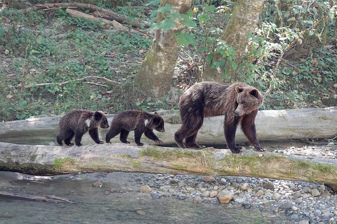 Campbell River: Bute Inlet Grizzly-Watching Tour & Boat Ride - Lunch beside the river
