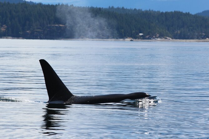 Campbell River: Bute Inlet Grizzly-Watching Tour & Boat Ride - The return boat ride and final wildlife hours