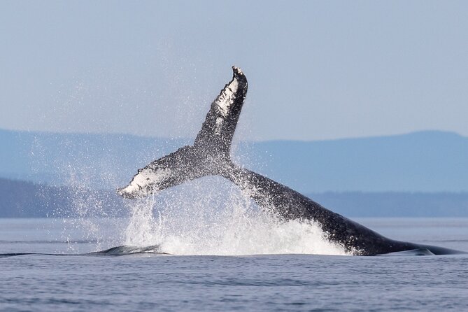 Campbell River: Bute Inlet Grizzly-Watching Tour & Boat Ride - What $557 buys you
