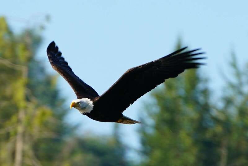Campbell River: Salish Sea Whale Watching Adventure - Dolphins, sea lions, seals, and smaller surprises