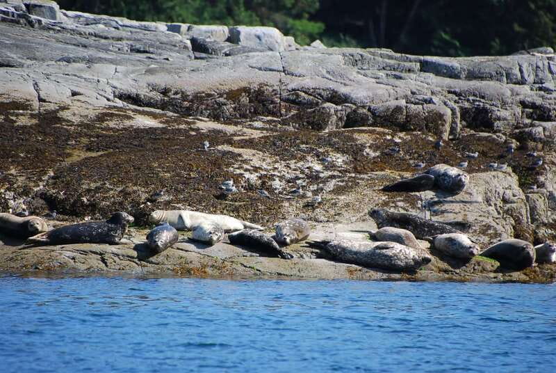 Campbell River: Salish Sea Whale Watching Adventure - Homalco stories and culturally significant places