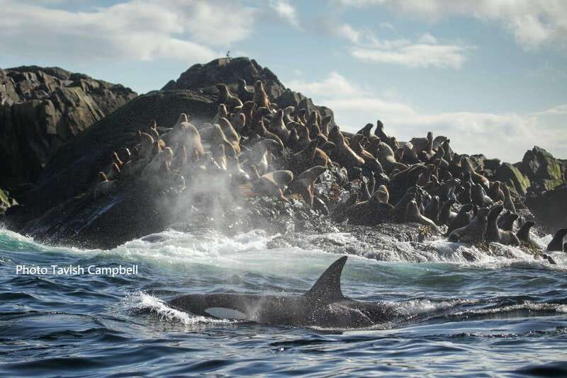Campbell River: Salish Sea Whale Watching Adventure - Booking, weather, and cancellation advice
