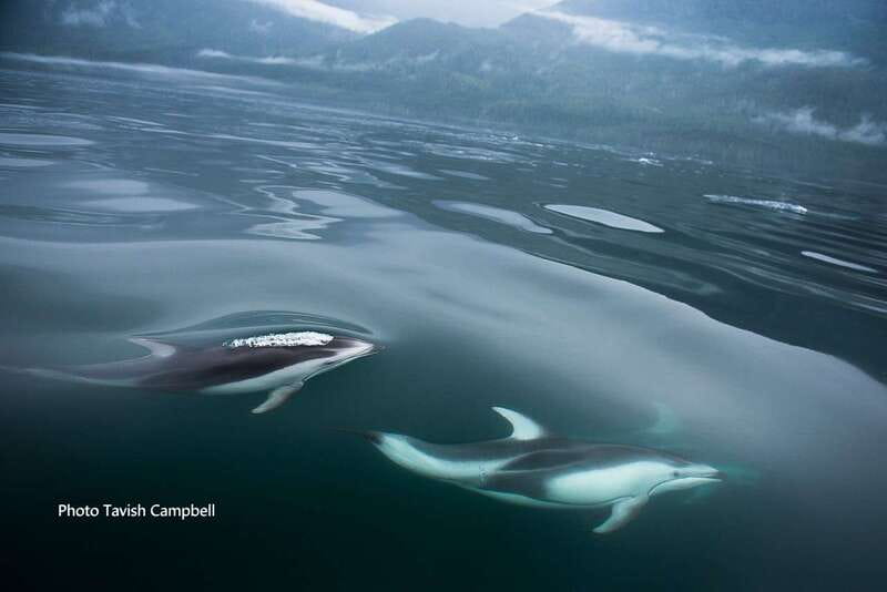 Campbell River: Salish Sea Whale Watching Adventure - Cruising the Discovery Island waterways