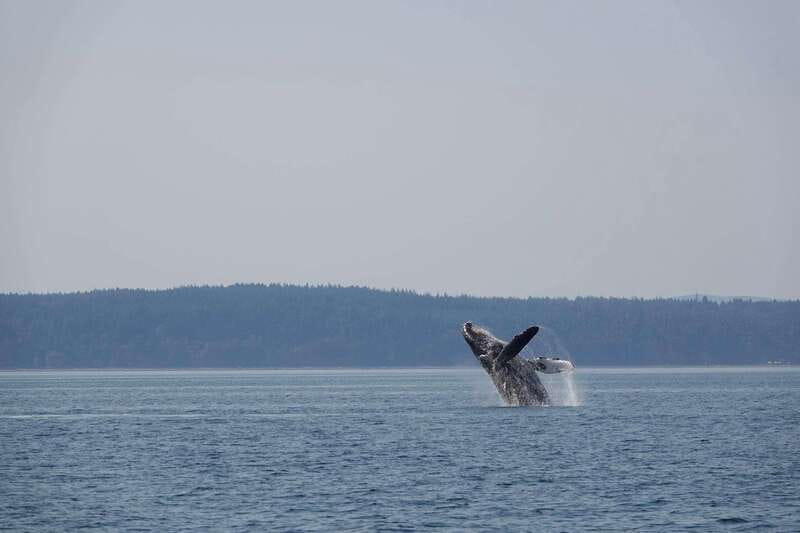Campbell River: Whale & Wildlife Discovery Cruise - Quick reasons to consider this cruise