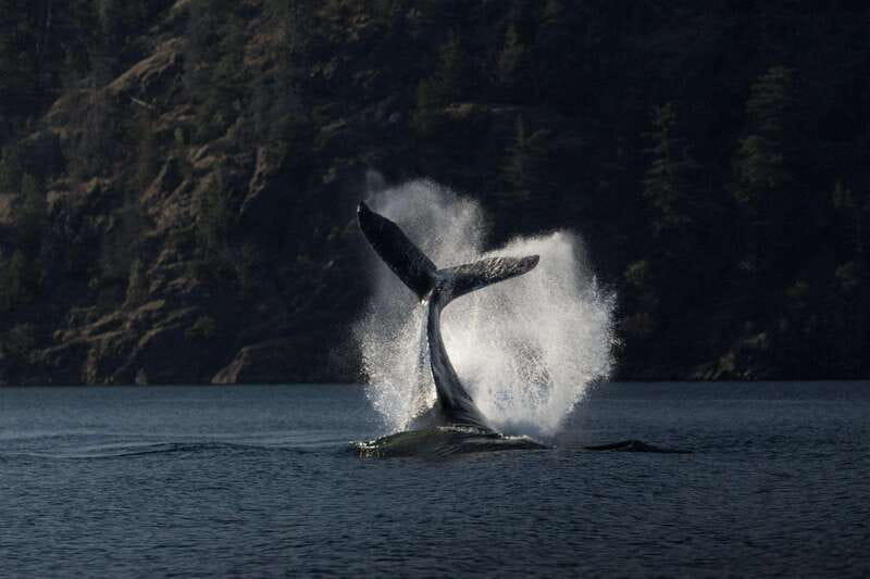 Campbell River: Whale & Wildlife Discovery Cruise - Four hours through Campbell River’s working waterways