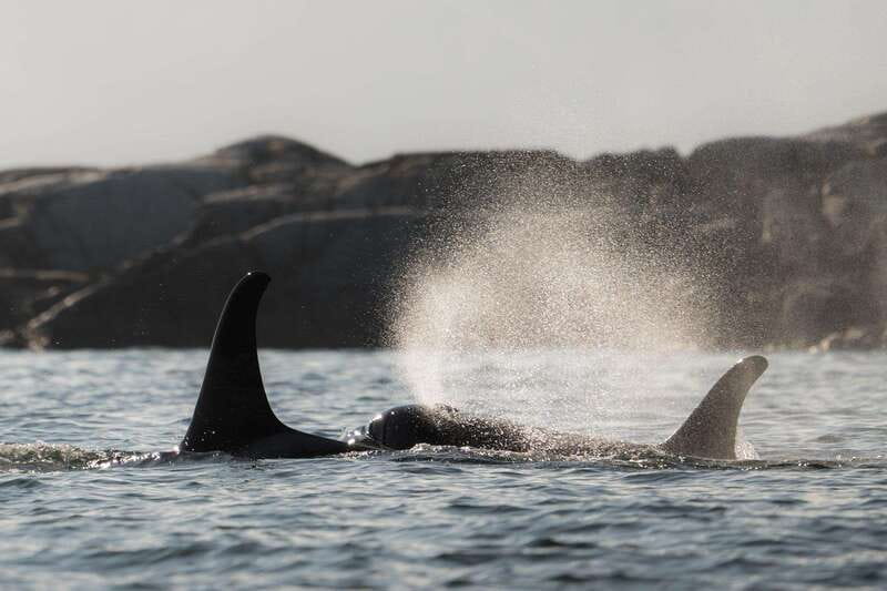 Campbell River: Whale & Wildlife Discovery Cruise - Discovery Passage and the search for whales