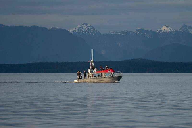 Campbell River: Whale & Wildlife Discovery Cruise - What the guides add to the four-hour ride