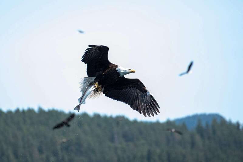Campbell River: Whale & Wildlife Discovery Cruise - Food, safety gear, and comfort on board