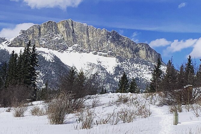 Canmore: Wilderness & Wildlife Tour - 2hr Walk - Is $90.07 good value?