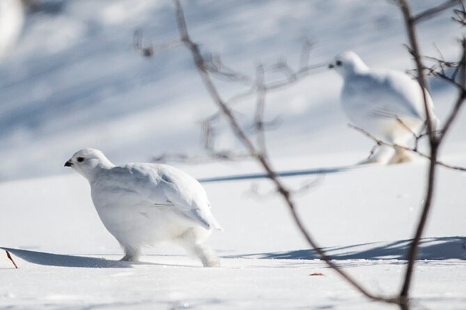 Canmore: Wilderness & Wildlife Tour - 2hr Walk - Weather, cancellation, and practical planning