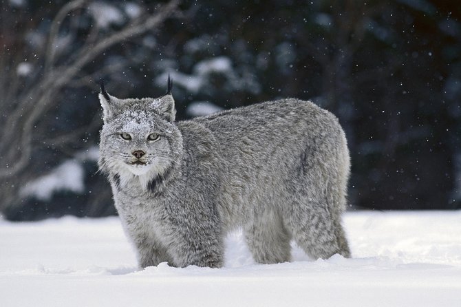 Canmore: Wilderness & Wildlife Tour - 2hr Walk - What the roughly three-hour outing feels like