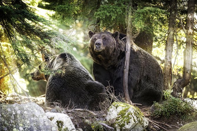 Capilano Suspension Bridge + Grouse Mountain Tour - How weather changes the day