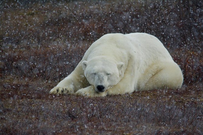 Classic Churchill Polar Bear Experience - Why This Churchill Trip Works