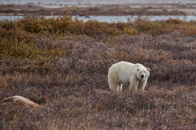 Classic Churchill Polar Bear Experience - Day 5: A Second Chance on the Wildlife Management Area