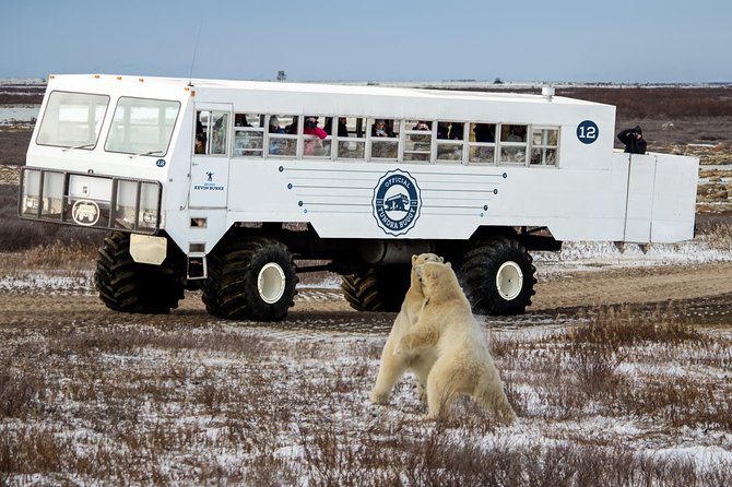 Classic Churchill Polar Bear Experience - Dog Sledding With a Local Métis Musher