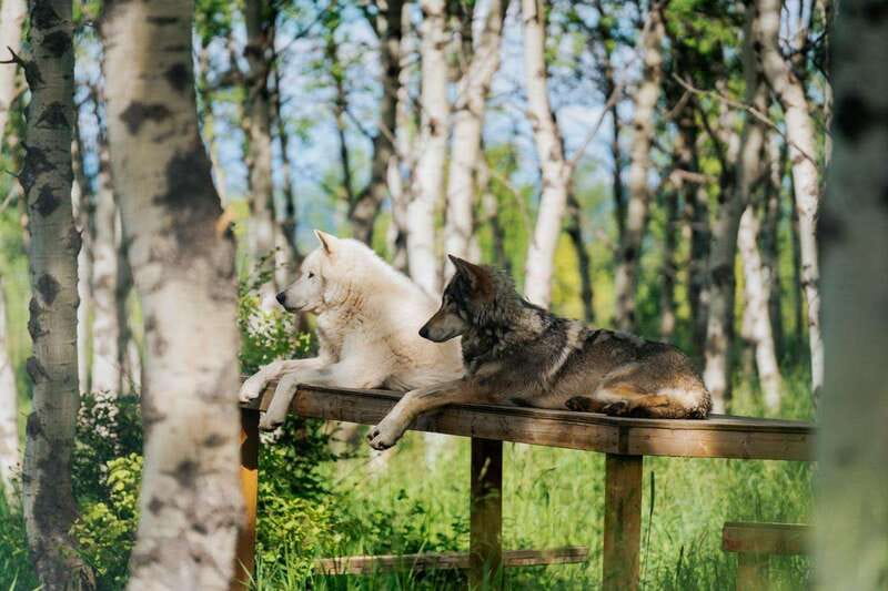 Cochrane: Yamnuska Wolfdog Sanctuary Tour - Key points to know before you go