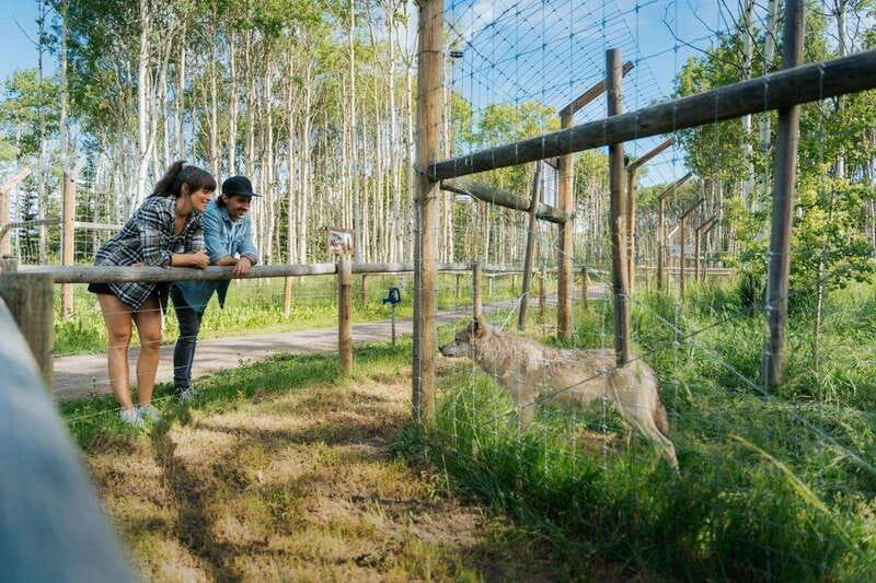 Cochrane: Yamnuska Wolfdog Sanctuary Tour - A few practical ways to make the visit better