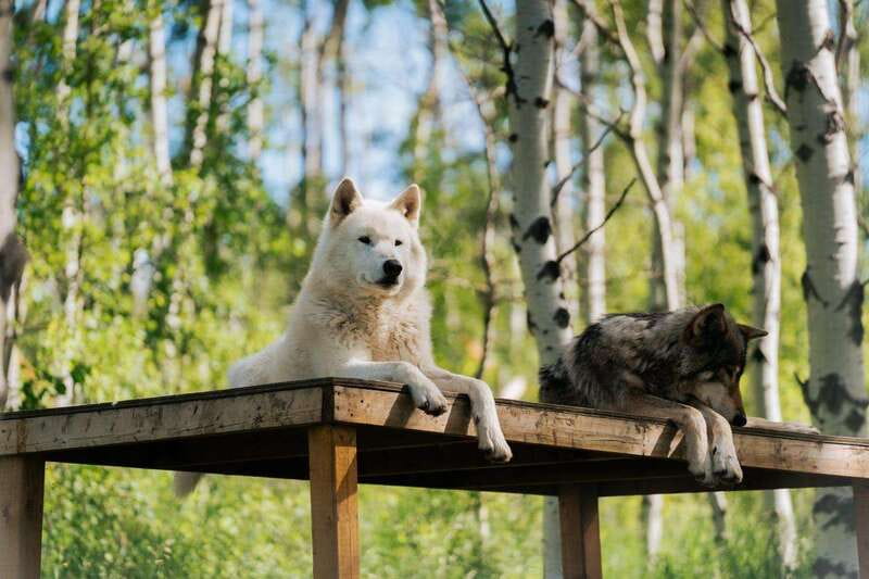 Cochrane: Yamnuska Wolfdog Sanctuary Tour - What the $39 price really buys you