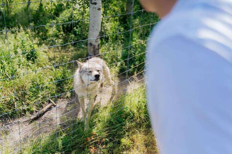 Cochrane: Yamnuska Wolfdog Sanctuary Tour - Clothing rules are about animal welfare