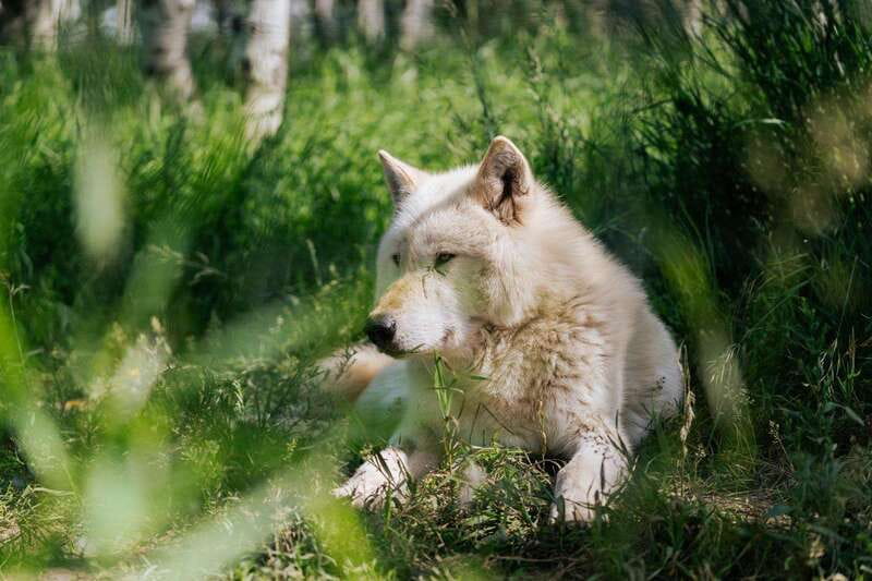 Cochrane: Yamnuska Wolfdog Sanctuary Tour - Who will enjoy this tour most