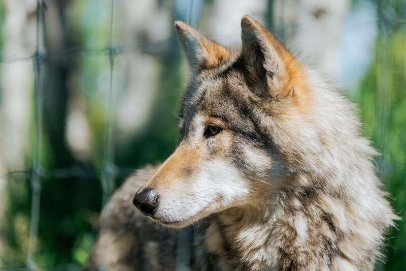 Cochrane: Yamnuska Wolfdog Sanctuary Tour - The 30-minute introduction sets the tone