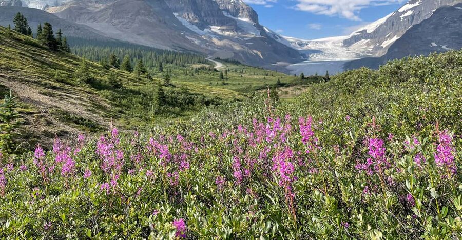 Columbia Icefield: Guided Glacier Hike - Who Should Book This Glacier Walk?