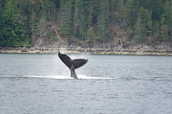 Covered Boat Whale Watching 4-Hour Tour from Campbell River - Key points to know before you book